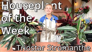 Triostar Stromanthe  Houseplant of the Week [upl. by O'Connell]