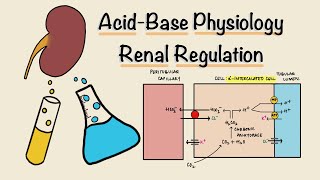 Acid Base Physiology  Part Three  Renal Regulation  Acidification of Urine  Renal Physiology [upl. by Clover]