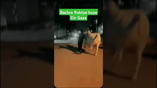 Bachre Nay Gira Diya bachra run shorts shortsfeed shortsviral animals adventure heavy cow [upl. by Attaynek]