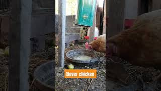 Rat proof chicken feeder easy to make chicken hen [upl. by Lleznov]