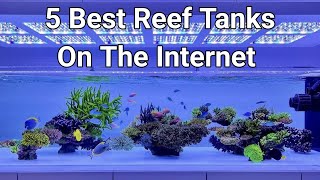 5 Best Reef Tanks On The Internet [upl. by Erelia]