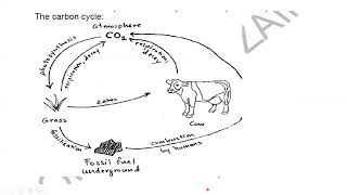 Manufacture of Ammonia and Fertilizers Cambridge IGCSE O level Chemistry 0620 0971 5070 Lesson 59d [upl. by Sackville]