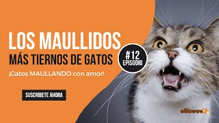 ¿CÓMO son los MAULLIDOS de los GATOS 🙀🥰 [upl. by Lark]