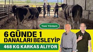 6 Günde 1 Danaları Besleyip 468 Kg Karkas Alıyor [upl. by Kluge]