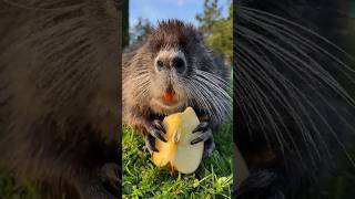 Feeding Nutria rat🐀 Coypu rat eating fact shorts shortsfeed rat [upl. by Courtney]