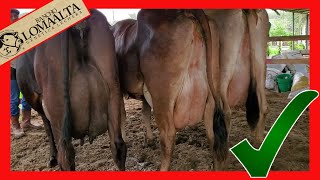 🔴 GYR LECHERO Y SUIZBU LO MEJOR DE RANCHO LOMA ALTA ✅ Vacas Lecheras [upl. by Atilehs]