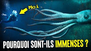 Pourquoi Les 🦑 Créatures Des Abysses ÉvoluentElles En Géantes [upl. by Nylekoorb797]