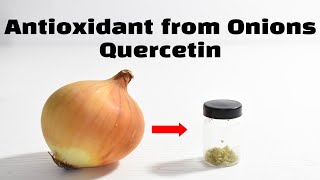 Extracting Quercetin from Onions [upl. by Elie]