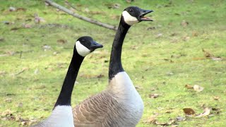 Canada Geese HONKING ANGRY Get into Fight with Flock [upl. by Joed846]