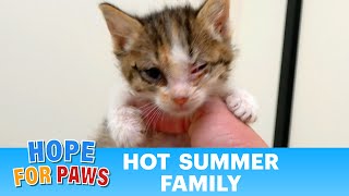 Frightened kittens were happy to be rescued by Hope For Paws  life is good now 😻 kittenrescue [upl. by Cleon]