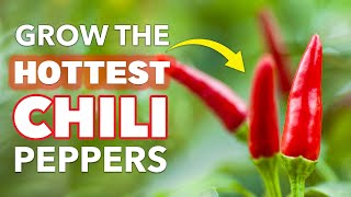 HOT Tips for Growing Chili Peppers at Home [upl. by Htiel]