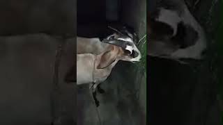 Momento destacado de Pastoreando a nuestra cabra🐐mascota y sus cabritos tarde de llovizna 🌧️ cielo [upl. by Mila]