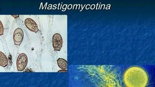 Mastigomycotina classification of fungi  botany [upl. by Noside]