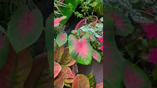 Gardening shotrs garden plants youtubeshorts love nature ❤️🌿💐 [upl. by Eelanna]