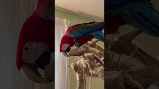 How strong is a macaw bite [upl. by Bork]