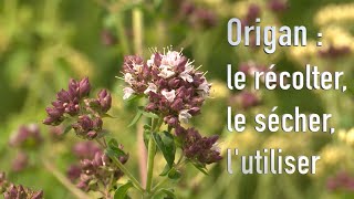 Plante aromatique  l’origan [upl. by Jaquiss]