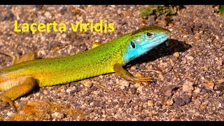 Lacerta viridis The European green lizard by Theo [upl. by Eneleh202]