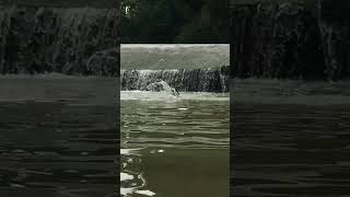 KHOlA ma swimming Hanadako hoi 😄😄 timelapsevideo [upl. by Adaminah]