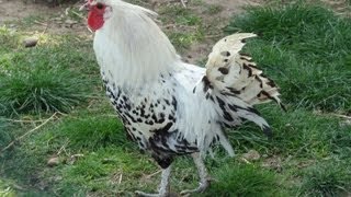 Les animaux de la Ferme des Cèdres Génissieux  Drôme  France [upl. by Cord]