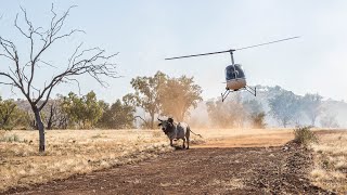 Mustering and Bull Catching in the Kimberley 2022 [upl. by Lucinda932]