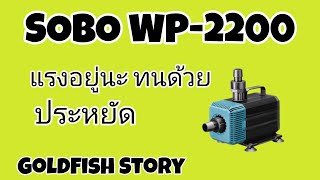 Goldfish Story EP7  รีวิวปั้มน้ำ SOBO WP2200 ประหยัดและทนปลาทอง ปลาสวยงาม ปลา [upl. by Calida598]