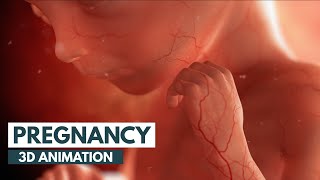 Pregnancy A MonthByMonth Guide  3D Animation [upl. by Enrol]