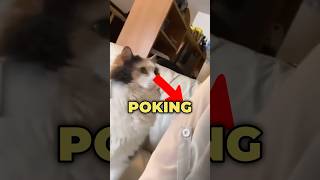 Cat Wants To Be Petted shortsviral youtubeshorts cat pets funny [upl. by Ahseenak]