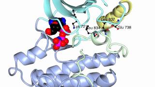 EGF receptor tyrosine kinase domain [upl. by Colb]