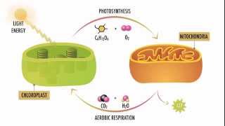 Chapter 131 The Light Dependent amp LightIndependent Stages of Photosynthesis [upl. by Lehcer]