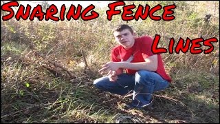 Snaring in Fence Lines for Coyotes and Fox [upl. by Koziarz492]