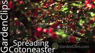 Spreading Cotoneaster  Cotoneaster divaricatus  How to grow Cotoneaster in the garden [upl. by Hurty708]