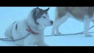 Eight Below Reunion [upl. by Clim]