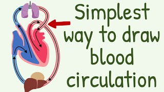 The Simplest way to show the blood circulation  Systemic Circulation amp Pulmonary Circulation [upl. by Assenat]