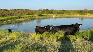 Brangus vs Black Angus Which Breed Thrives in Texas or Florida [upl. by Atalayah2]