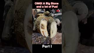 OMG A Big Stone and a lot of Pus tiktok fyp viral cow hoof hoofcare hoofpicking hoofcleani [upl. by Jaela]