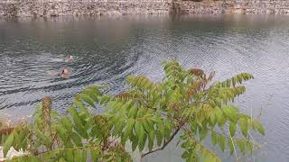 Rock Quarry swimming [upl. by Wenona202]