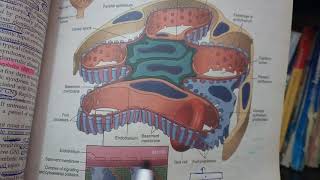 RENAL PATHOLOGY lecture 12a RAPIDLY PROGRESSIVE GLOMERULONEPHRITIS must watch to get it [upl. by Mercuri]