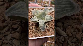 Haworthia Pygmaea West Lake RV haworthia plants plantcollection [upl. by Ymerrej914]