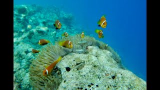 Snorkeling at Vilamendhoo [upl. by Isleana]