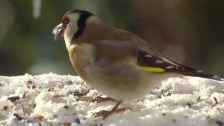 StieglitzDistelfink Carduelis carduelis [upl. by Notreve]