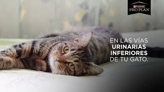 Pro Plan Urinary es el alimento especifio para gatos con problemas urinarios [upl. by Niuqram]