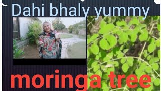 Moringa tree [upl. by Uta]