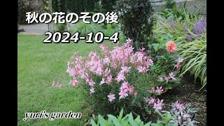 秋の花のその後 20241004 [upl. by Eidod]