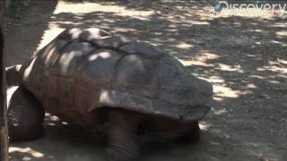 Aldabra Giant Tortoise [upl. by Lehar280]