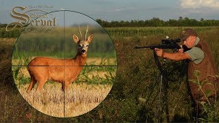 Roebuck Hunting in the Rutting Season  Blattjagd auf den Rehbock [upl. by Pascoe233]