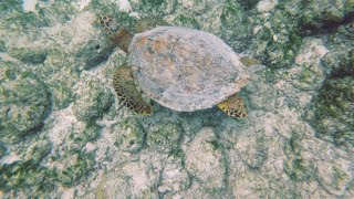 Maldives 2023 Snorkeling Cinnamon Dhonveli [upl. by Niarbo]