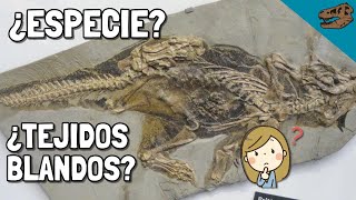 ¿Qué es una especie en Paleontología  BONUS ¿Cómo funciona el horquillado filogenético [upl. by Stoffel]