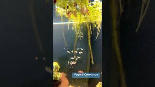 Pygmy Corydoras ❤️ smallfishes newfish smallyoutuberarmy [upl. by Ybloc504]