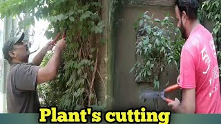 Tips for Shaping Your Plants Your Garden Makeover Perfectly Shaped Plants [upl. by Sorodoeht]