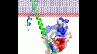 Talin protein  3D movie and a song Rate My Science [upl. by Benn265]